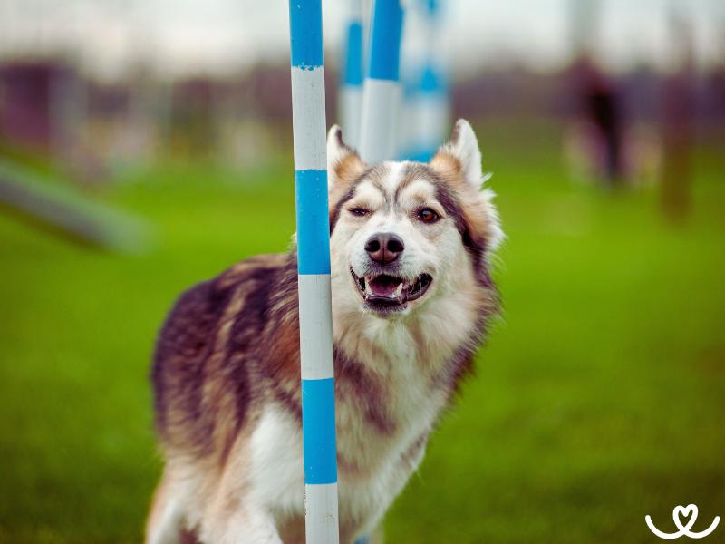 Psi-sporty-agility (13)